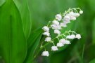 Lily-of-the Valley