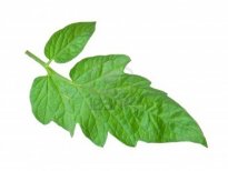 Tomato leaf